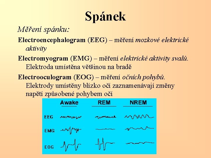 Spánek Měření spánku: Electroencephalogram (EEG) – měření mozkové elektrické aktivity Electromyogram (EMG) – měření