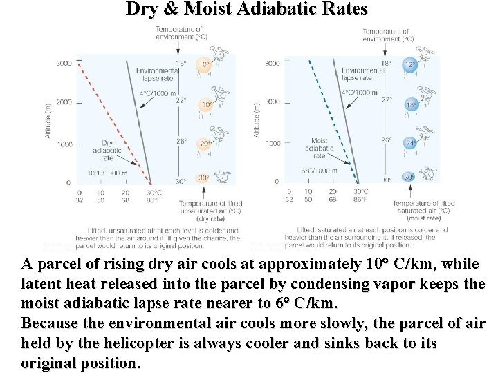 Dry & Moist Adiabatic Rates A parcel of rising dry air cools at approximately