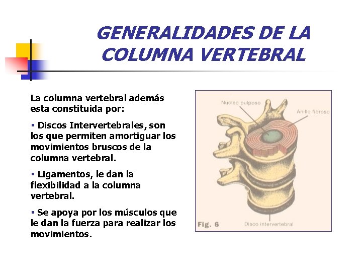 GENERALIDADES DE LA COLUMNA VERTEBRAL La columna vertebral además esta constituida por: § Discos