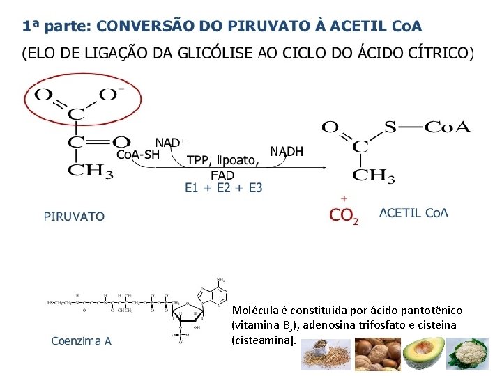 Molécula é constituída por ácido pantotênico (vitamina B 5), adenosina trifosfato e cisteina (cisteamina].