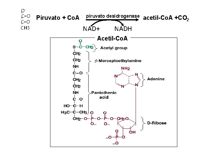 OC=O CH 3 Piruvato + Co. A piruvato desidrogenase NAD+ NADH Acetil-Co. A acetil-Co.