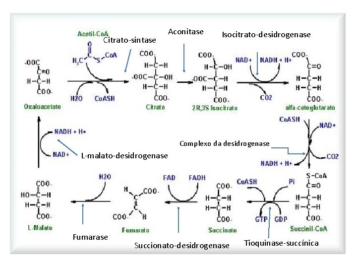 Citrato-sintase Aconitase Isocitrato-desidrogenase Complexo da desidrogenase L-malato-desidrogenase Fumarase Succionato-desidrogenase Tioquinase-succínica 