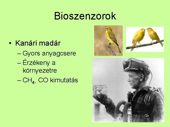 Bioszenzorok • Kanári madár – Gyors anyagcsere – Érzékeny a környezetre – CH 4,