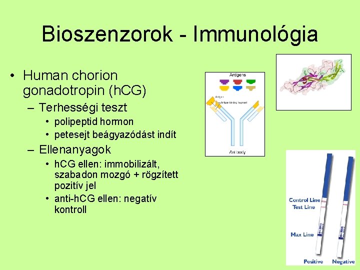 Bioszenzorok - Immunológia • Human chorion gonadotropin (h. CG) – Terhességi teszt • polipeptid