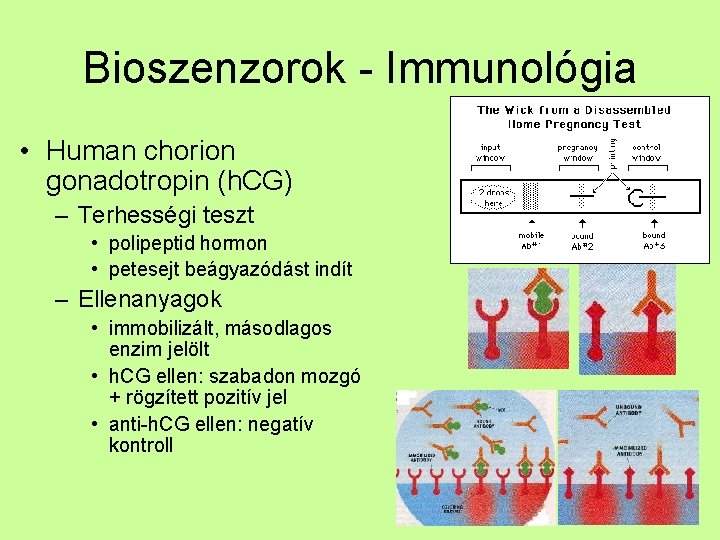 Bioszenzorok - Immunológia • Human chorion gonadotropin (h. CG) – Terhességi teszt • polipeptid