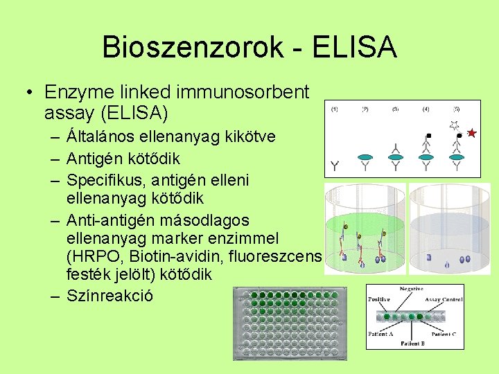 Bioszenzorok - ELISA • Enzyme linked immunosorbent assay (ELISA) – Általános ellenanyag kikötve –