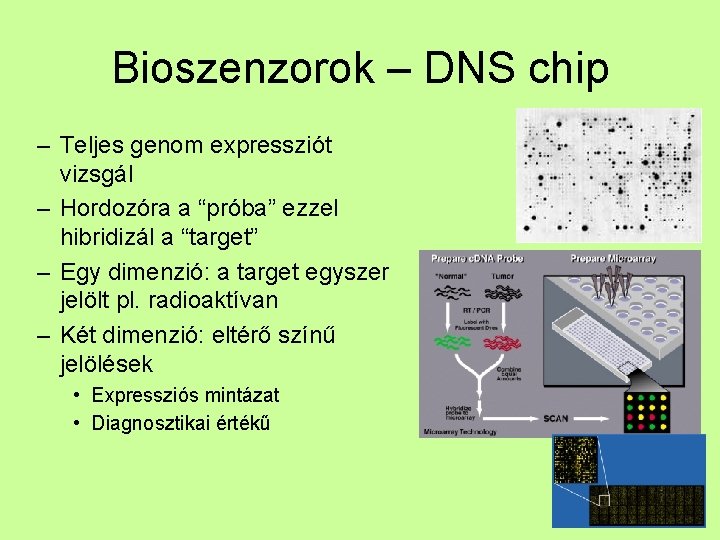 Bioszenzorok – DNS chip – Teljes genom expressziót vizsgál – Hordozóra a “próba” ezzel