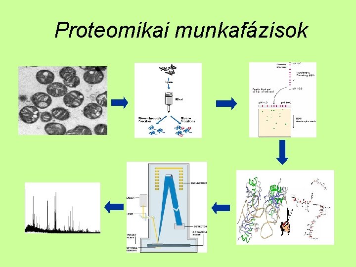 Proteomikai munkafázisok 