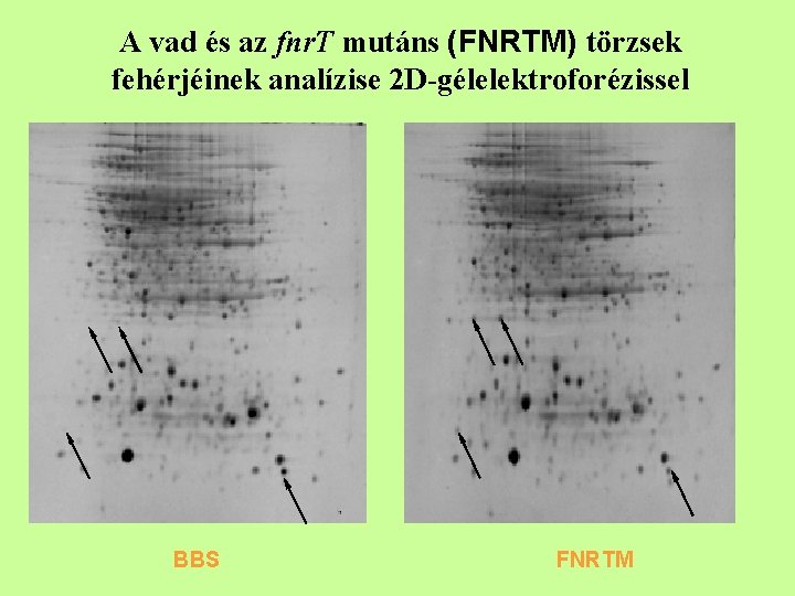 A vad és az fnr. T mutáns (FNRTM) törzsek fehérjéinek analízise 2 D-gélelektroforézissel BBS