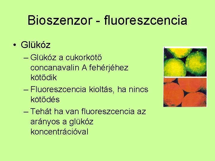 Bioszenzor - fluoreszcencia • Glükóz – Glükóz a cukorkötő concanavalin A fehérjéhez kötődik –
