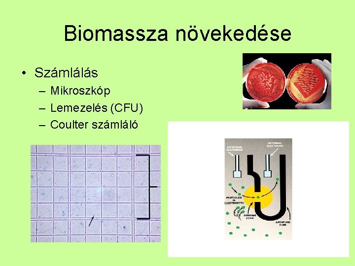 Biomassza növekedése • Számlálás – Mikroszkóp – Lemezelés (CFU) – Coulter számláló 