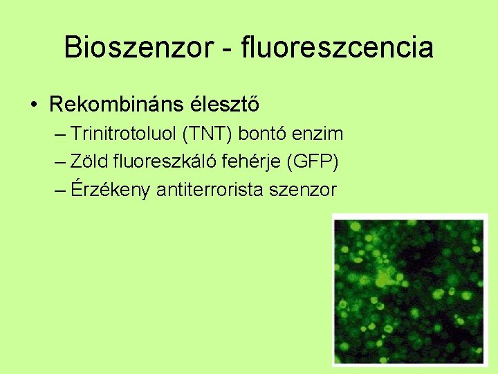 Bioszenzor - fluoreszcencia • Rekombináns élesztő – Trinitrotoluol (TNT) bontó enzim – Zöld fluoreszkáló