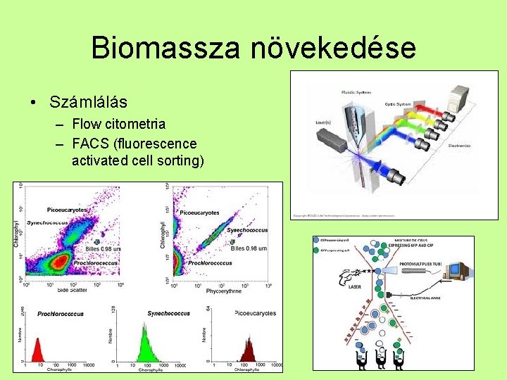 Biomassza növekedése • Számlálás – Flow citometria – FACS (fluorescence activated cell sorting) 