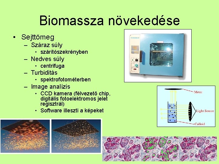 Biomassza növekedése • Sejttömeg – Száraz súly • szárítószekrényben – Nedves súly • centrifuga