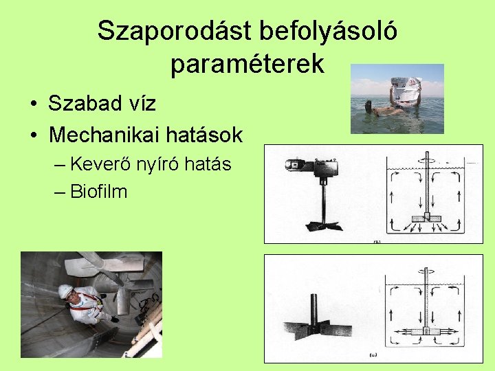 Szaporodást befolyásoló paraméterek • Szabad víz • Mechanikai hatások – Keverő nyíró hatás –