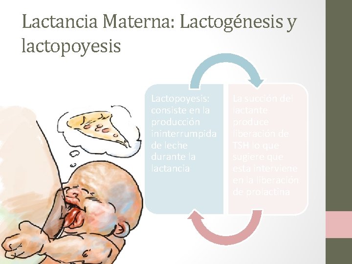 Lactancia Materna: Lactogénesis y lactopoyesis Lactopoyesis: consiste en la producción ininterrumpida de leche durante