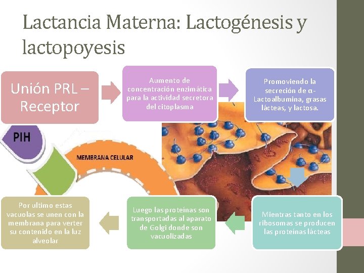 Lactancia Materna: Lactogénesis y lactopoyesis Unión PRL – Receptor Por ultimo estas vacuolas se