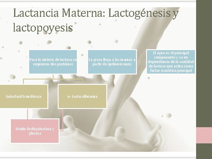 Lactancia Materna: Lactogénesis y lactopoyesis Para la síntesis de lactosa se requieren dos proteínas