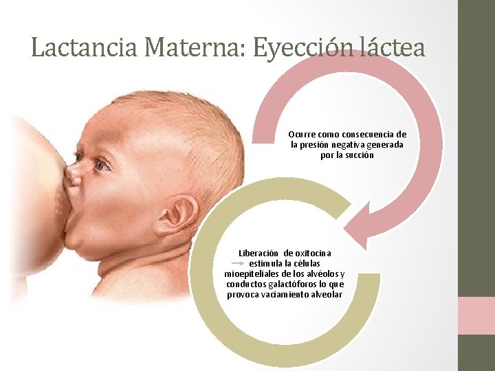 Lactancia Materna: Eyección láctea Ocurre como consecuencia de la presión negativa generada por la