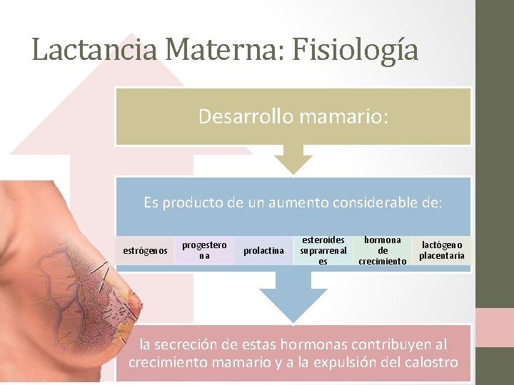 Lactancia Materna: Fisiología Desarrollo mamario: Es producto de un aumento considerable de: estrógenos progestero