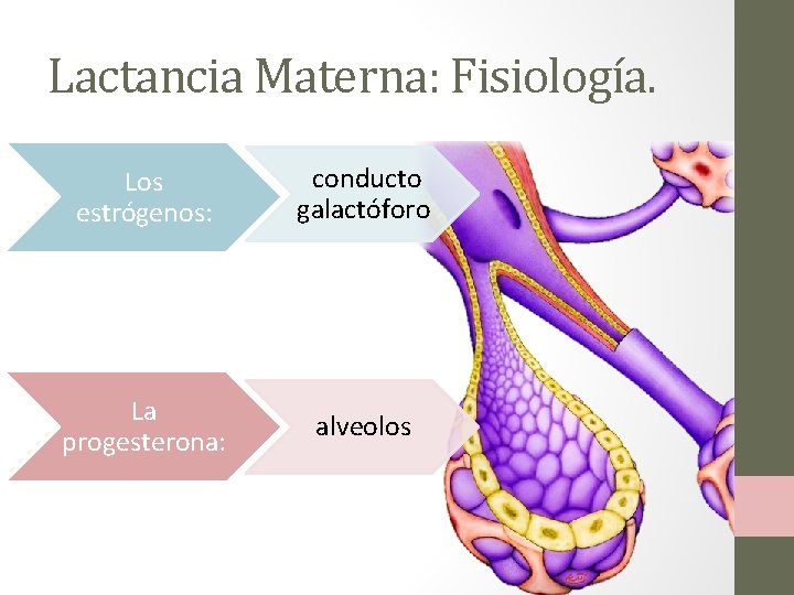 Lactancia Materna: Fisiología. Los estrógenos: conducto galactóforo La progesterona: alveolos 