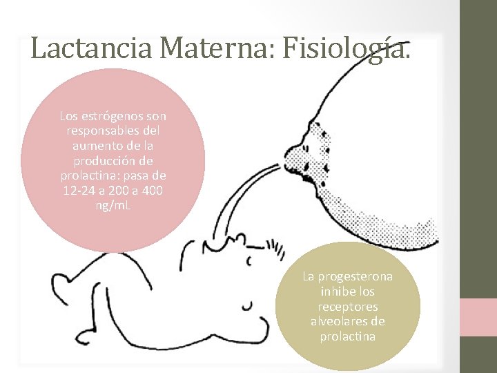 Lactancia Materna: Fisiología. Los estrógenos son responsables del aumento de la producción de prolactina: