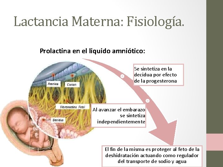 Lactancia Materna: Fisiología. Prolactina en el liquido amniótico: Se sintetiza en la decidua por