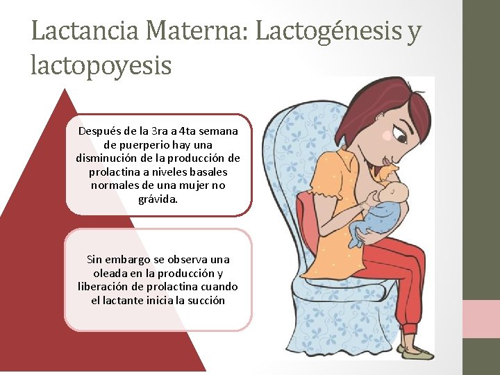 Lactancia Materna: Lactogénesis y lactopoyesis Después de la 3 ra a 4 ta semana