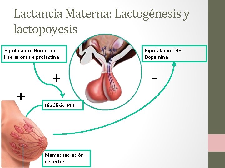 Lactancia Materna: Lactogénesis y lactopoyesis Hipotálamo: Hormona liberadora de prolactina + + Hipófisis: PRL