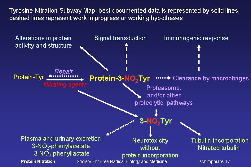 Tyrosine Nitration Subway Map: best documented data is represented by solid lines, dashed lines