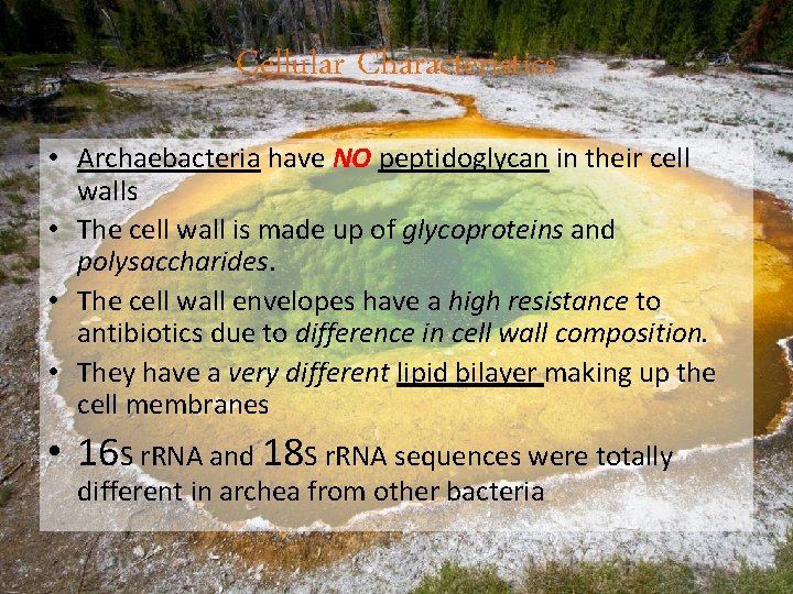 Cellular Characteristics • Archaebacteria have NO peptidoglycan in their cell walls • The cell
