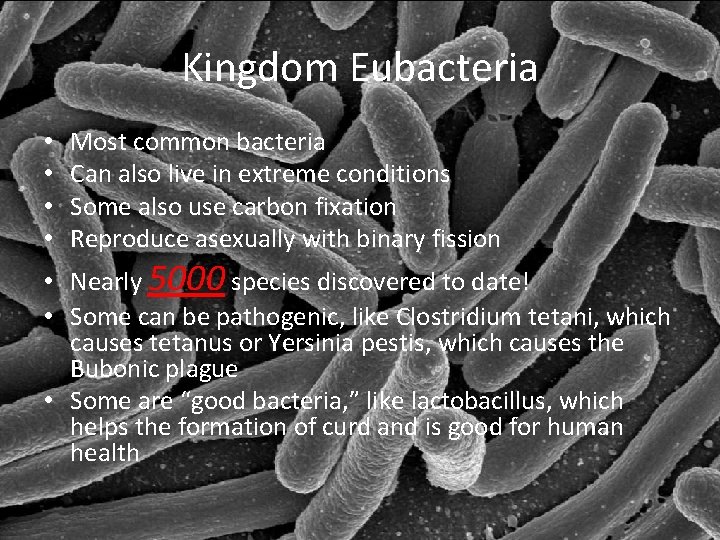 Kingdom Eubacteria • • Most common bacteria Can also live in extreme conditions Some