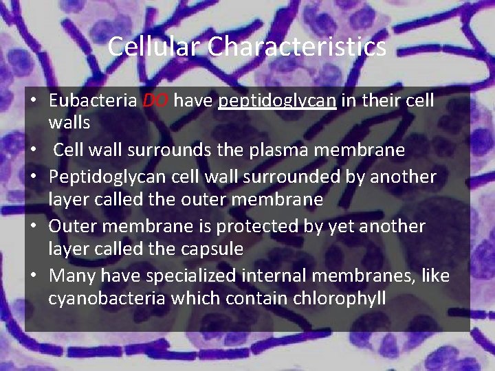 Cellular Characteristics • Eubacteria DO have peptidoglycan in their cell walls • Cell wall