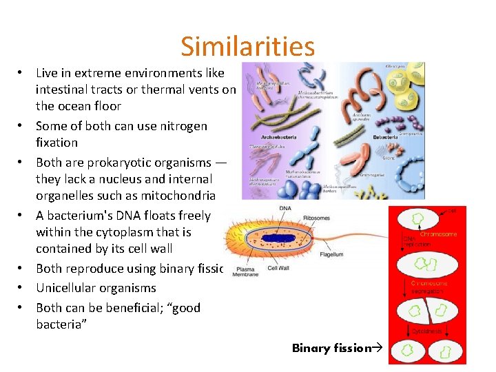 Similarities • Live in extreme environments like intestinal tracts or thermal vents on the