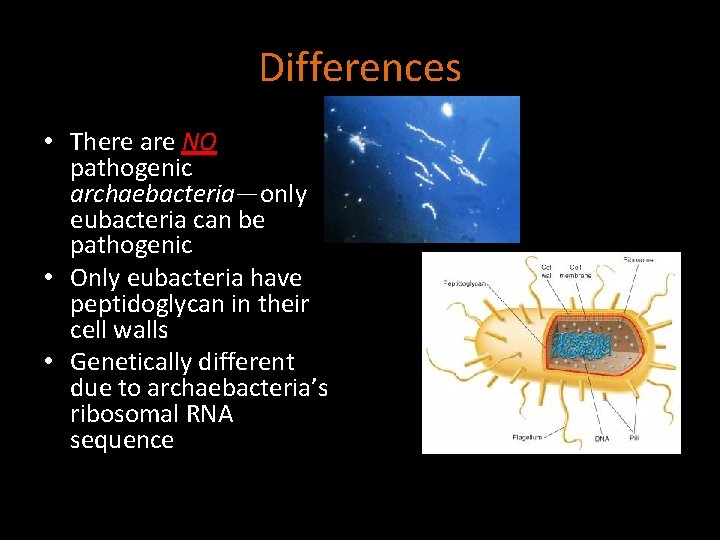 Differences • There are NO pathogenic archaebacteria—only eubacteria can be pathogenic • Only eubacteria