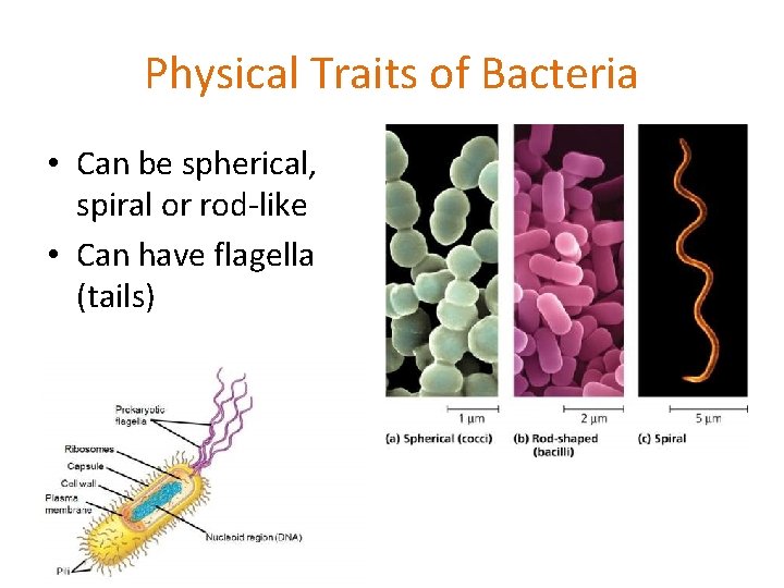 Physical Traits of Bacteria • Can be spherical, spiral or rod-like • Can have