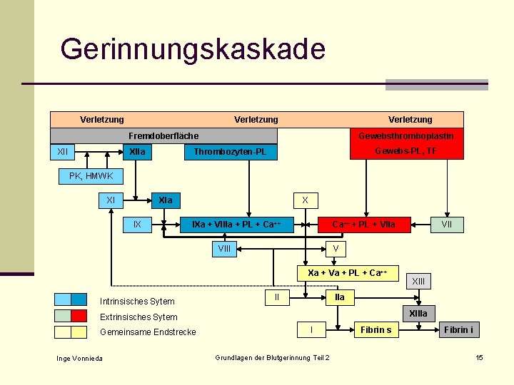 Gerinnungskaskade Verletzung Fremdoberfläche XIIa Gewebsthromboplastin Gewebs-PL, TF Thrombozyten-PL PK, HMWK XI XIa IX X