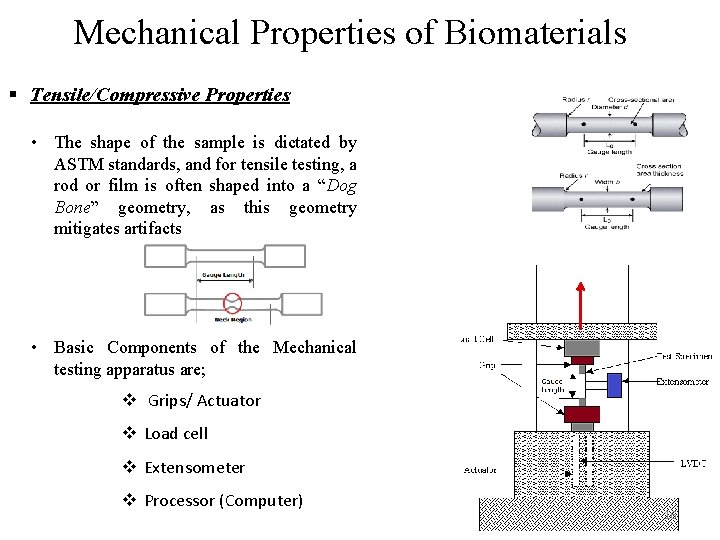 Mechanical Properties of Biomaterials § Tensile/Compressive Properties • The shape of the sample is
