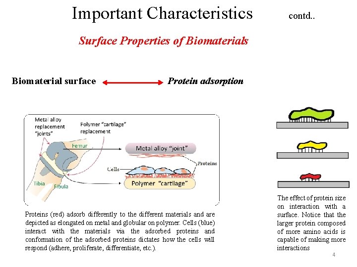 Important Characteristics contd. . Surface Properties of Biomaterials Biomaterial surface Protein adsorption Proteins (red)