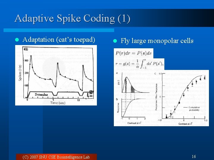 Adaptive Spike Coding (1) l Adaptation (cat’s toepad) (C) 2007 SNU CSE Biointelligence Lab