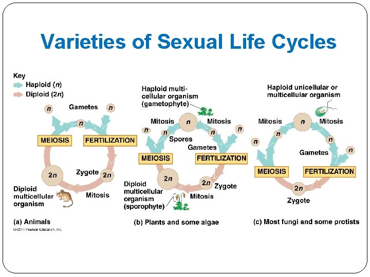 Varieties of Sexual Life Cycles 