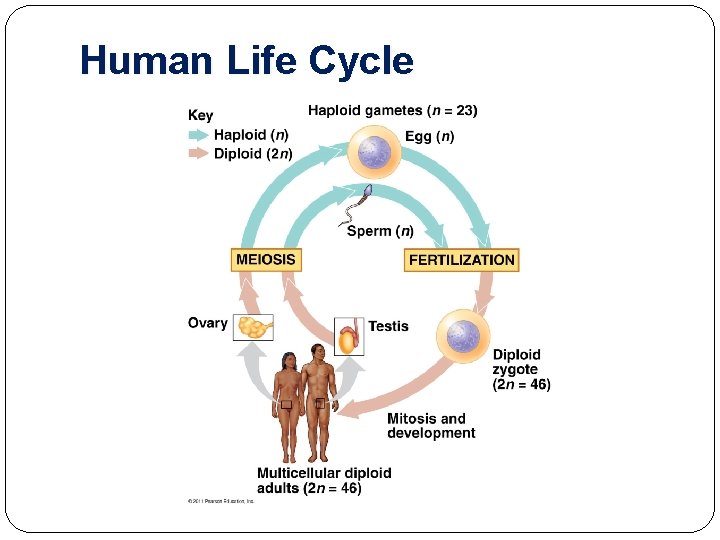 Human Life Cycle 