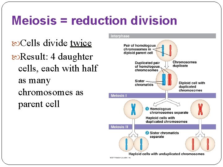 Meiosis = reduction division Cells divide twice Result: 4 daughter cells, each with half