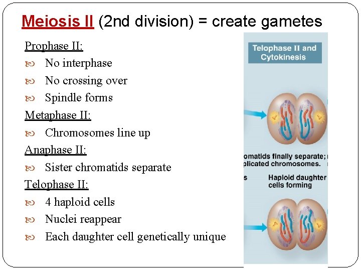 Meiosis II (2 nd division) = create gametes Prophase II: No interphase No crossing