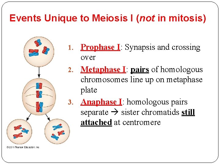 Events Unique to Meiosis I (not in mitosis) 1. Prophase I: Synapsis and crossing