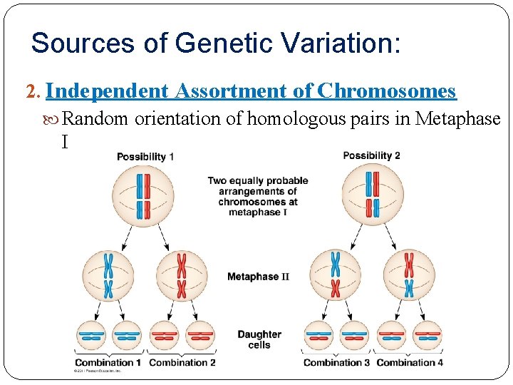 Sources of Genetic Variation: 2. Independent Assortment of Chromosomes Random orientation of homologous pairs