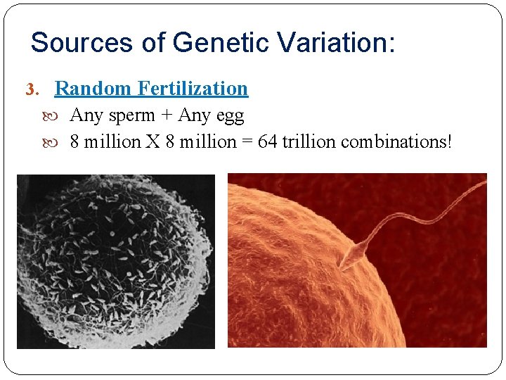 Sources of Genetic Variation: 3. Random Fertilization Any sperm + Any egg 8 million