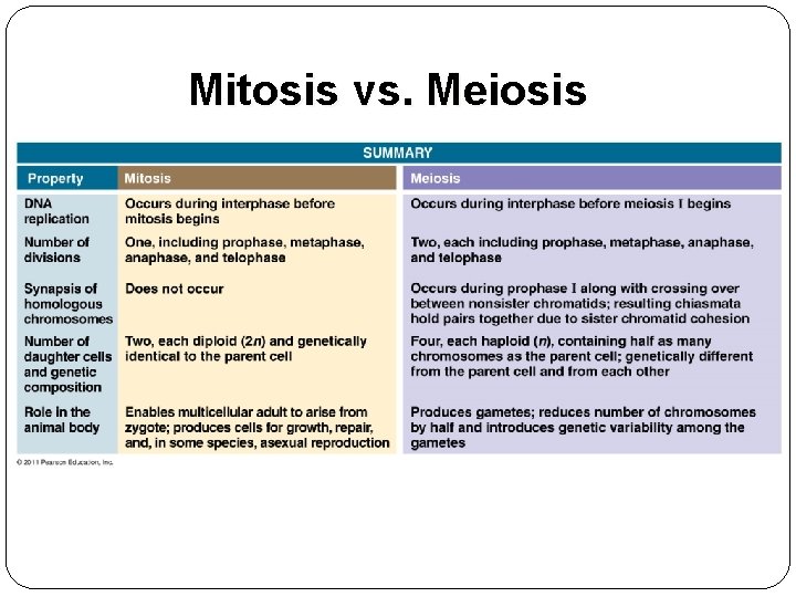 Mitosis vs. Meiosis 