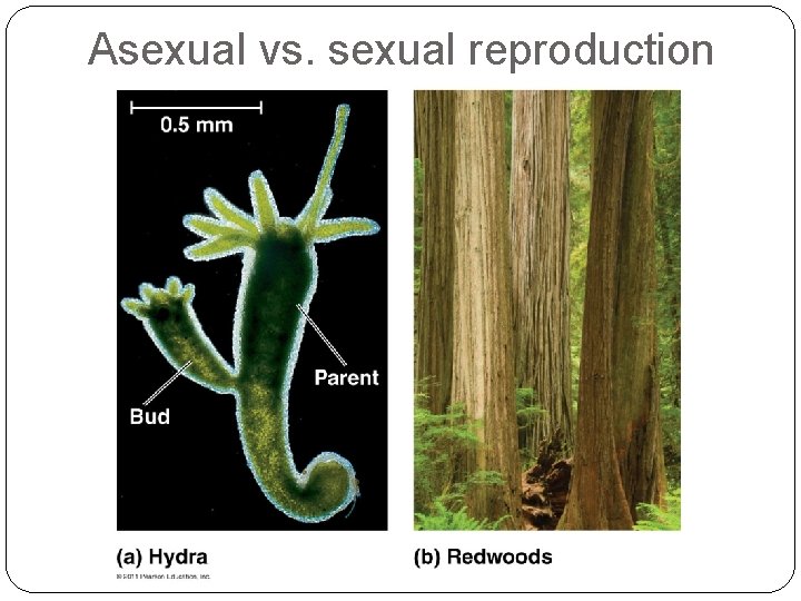 Asexual vs. sexual reproduction 