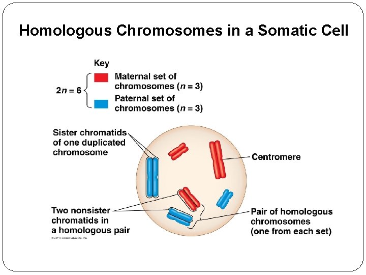 Homologous Chromosomes in a Somatic Cell 